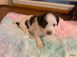 Labradoodle dogs Labradoodle Puppy 6 - Ad 16