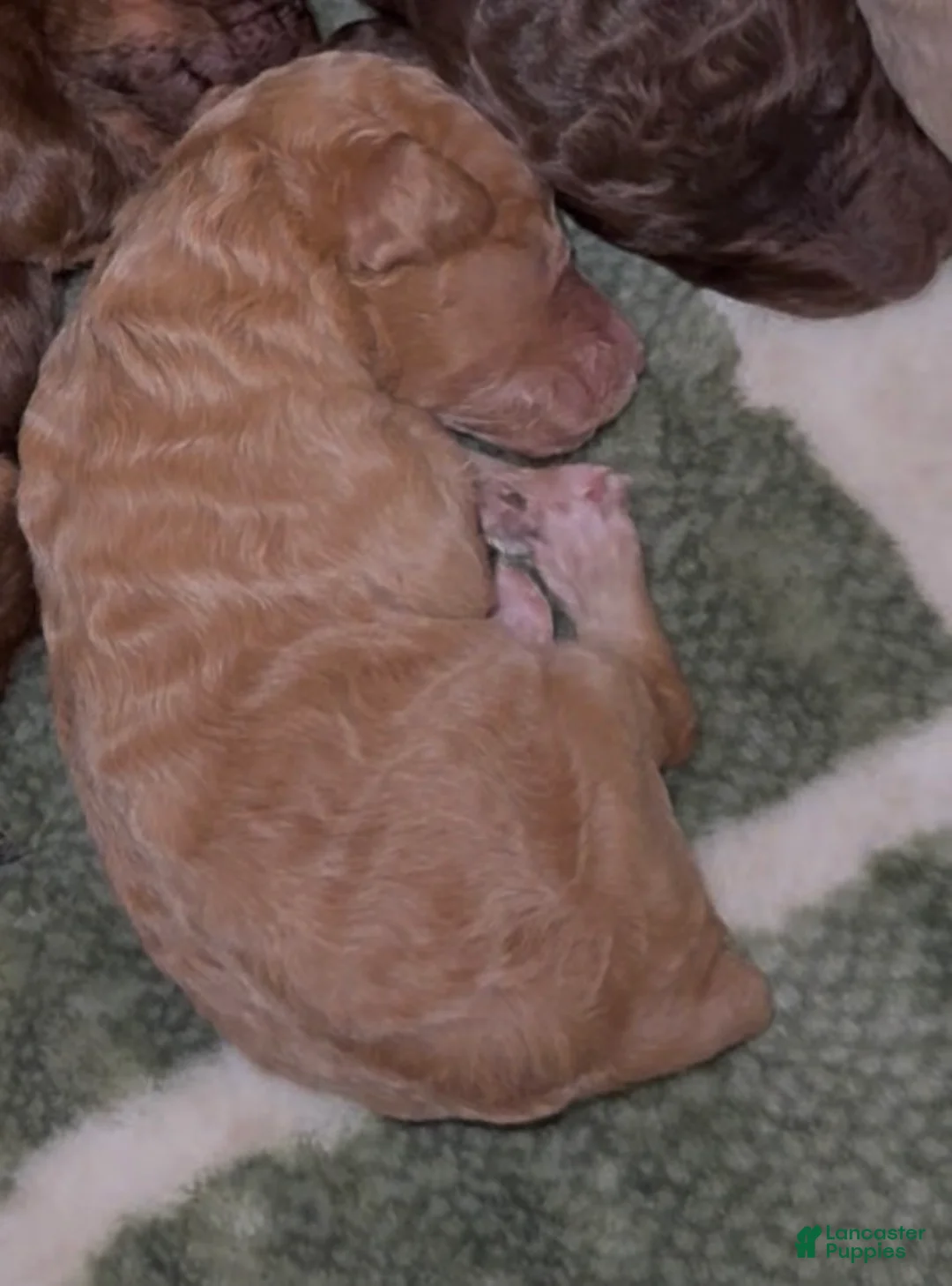 Standard Poodle dogs for sale: Standard Poodle Puppy 3 - Ad 2