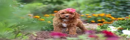 Cavapoo dogs for sale: Aspen - Ad 5