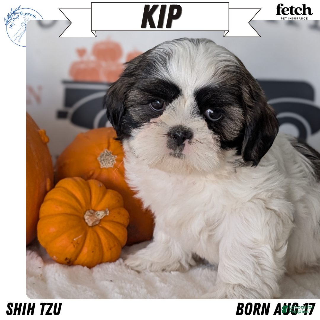 Shih Tzu dogs Kip - Ad 1