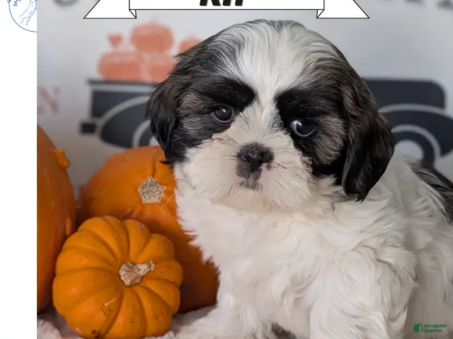 Shih Tzu dogs Kip - Ad 1