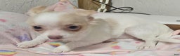 Chihuahua dogs for sale: Prissy - Ad 8