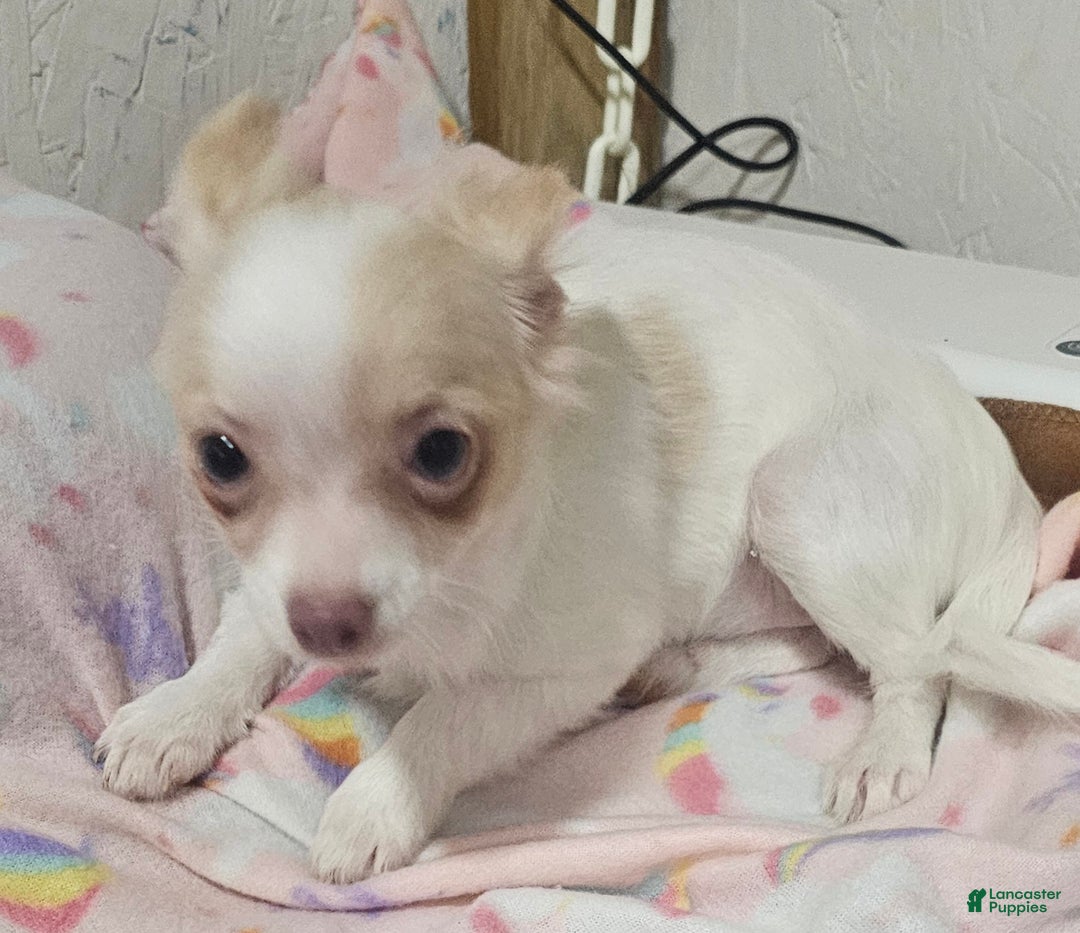 Chihuahua dogs for sale: Prissy - Ad 8