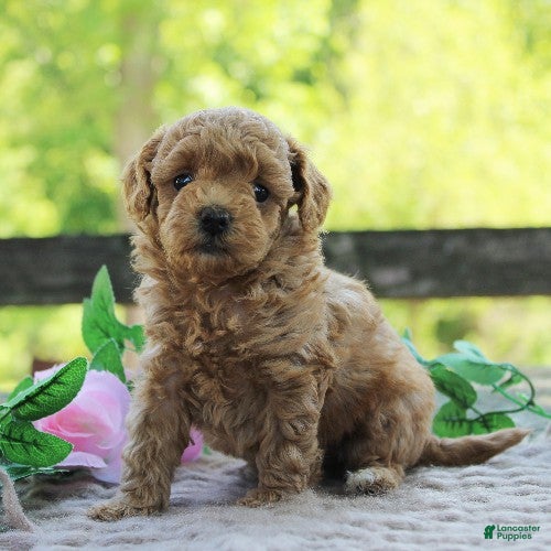 Toy Poodle dogs Tulip - Ad 1