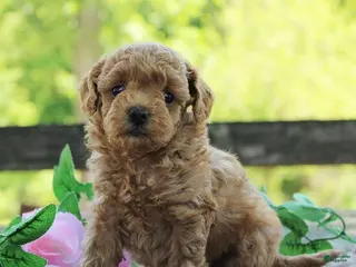 Toy Poodle dogs for sale: Tulip - Ad 4