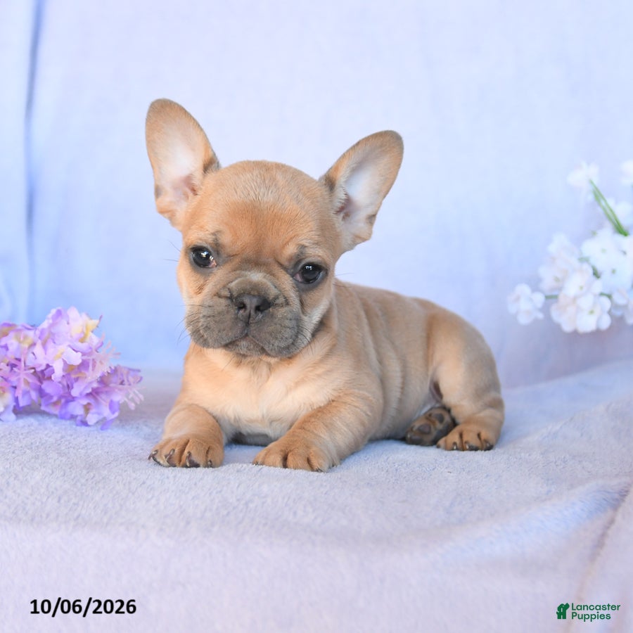 Frenchton dogs Roscoe - Ad 2
