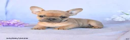 Frenchton dogs for sale: Roscoe - Ad 2