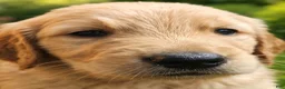 Goldendoodle dogs for sale: Blue - Ad 4