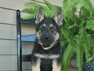 German Shepherd dogs - Ad 7