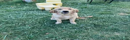 Golden Retriever dogs for sale: Penny  - Ad 4