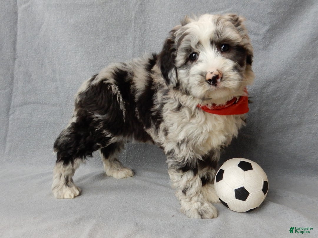 Sheepadoodle dogs for sale: Cash - Ad 2