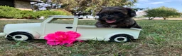 Shihpoo dogs for sale: Missy - Ad 3