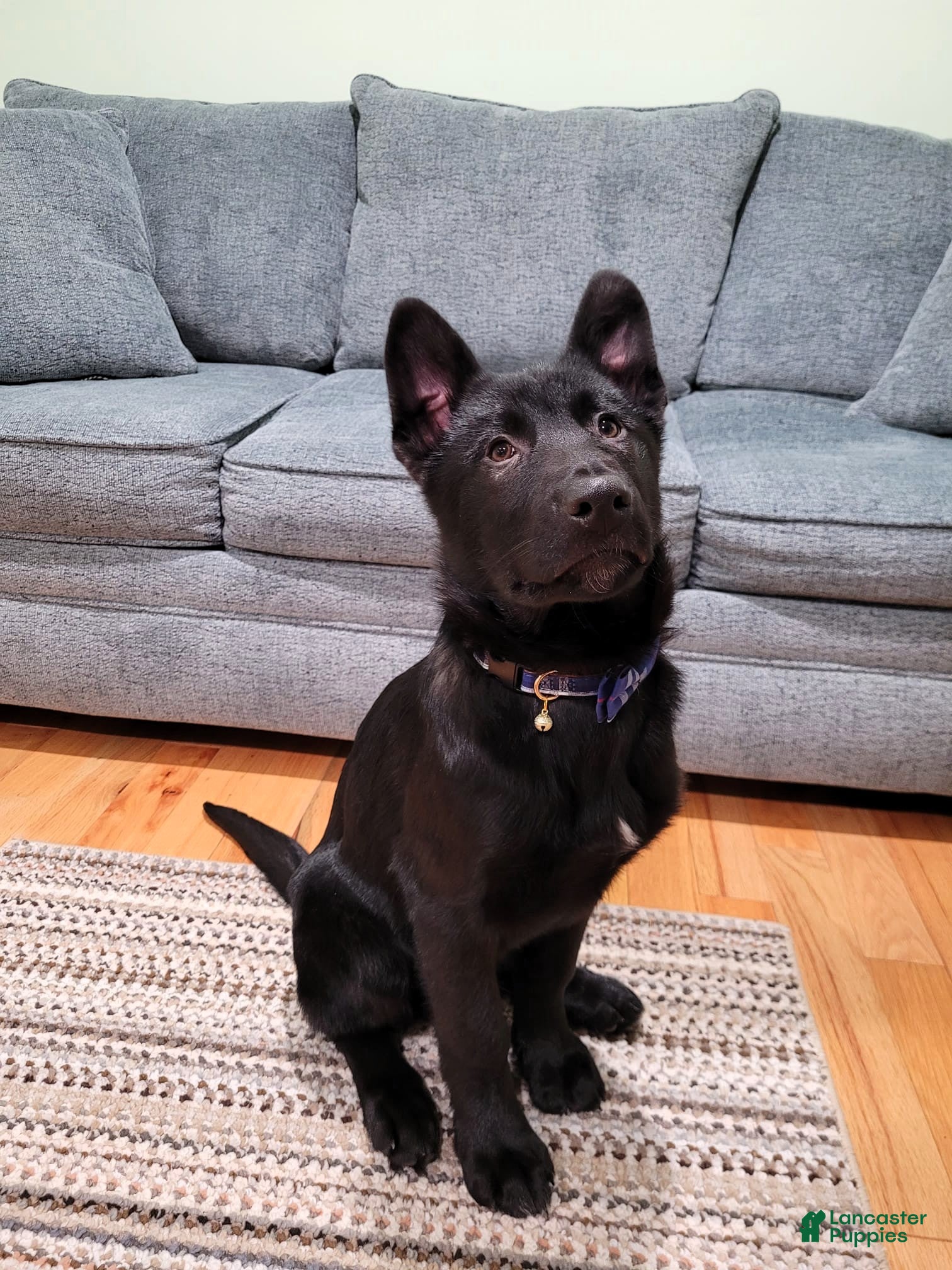 Mixed Breed dogs Blue - Ad 12