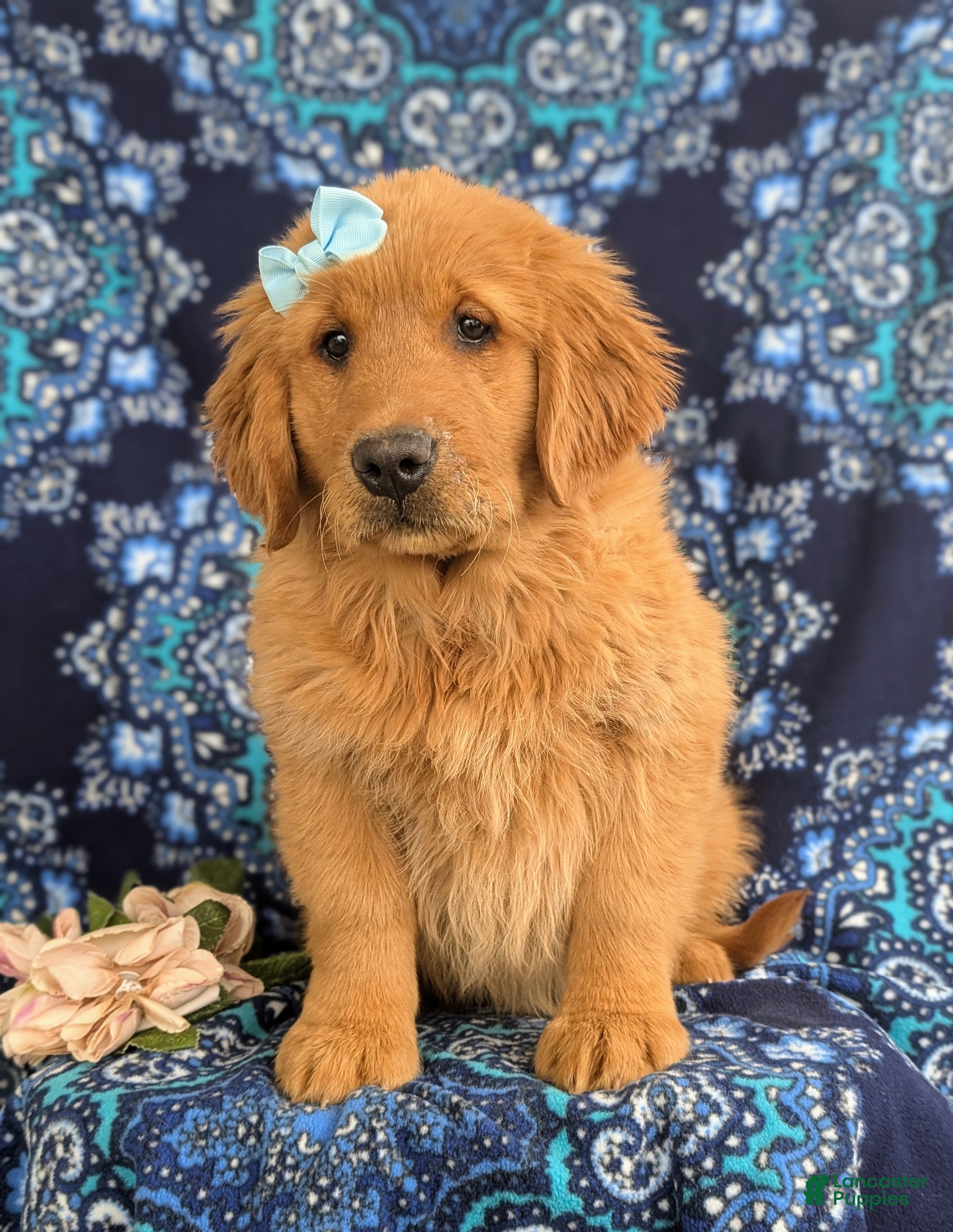 Golden Retriever dogs Ella - Ad 2