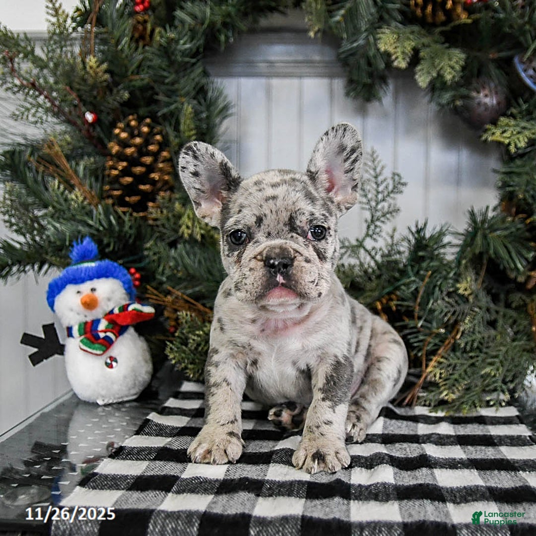 French Bulldog dogs for sale: Mocha - Ad 1