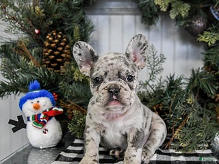 French Bulldog dogs Mocha - Ad 32