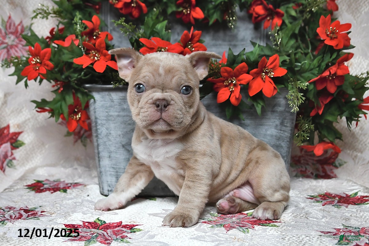 Frenchton dogs Jack - Ad 16