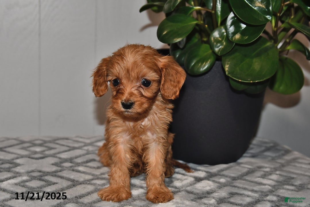 Cavapoo dogs for sale: Daisy - Ad 5