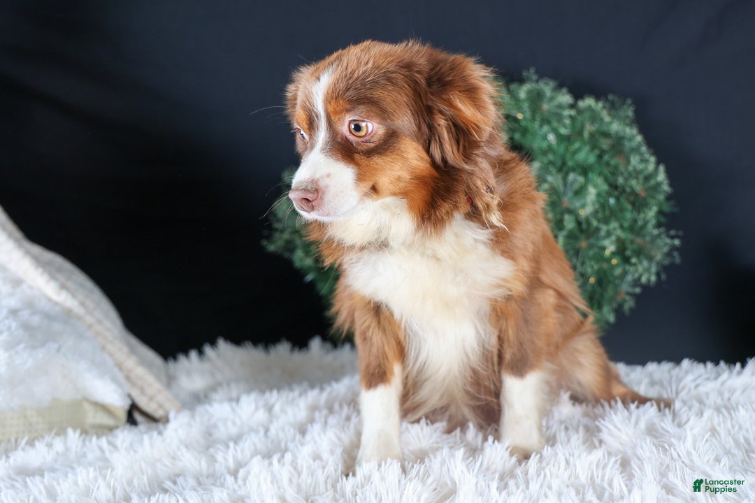 Mini Aussiedoodle dogs for sale: Gary - Ad 16