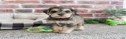Miniature Schnauzer dogs for sale: Ranger  - Ad 3