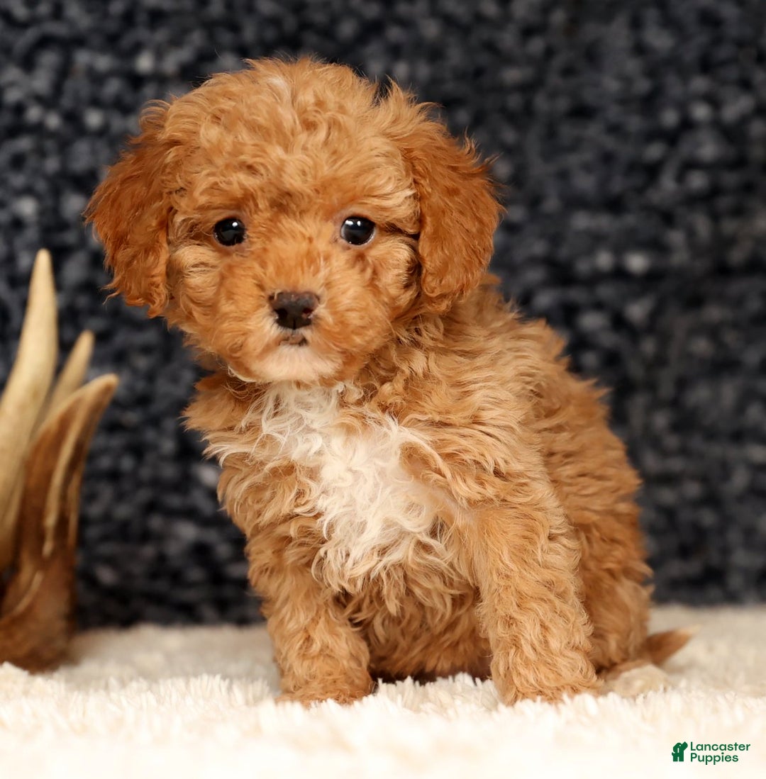 Havapoo dogs for sale: Elsie - Ad 8