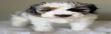 Stormie