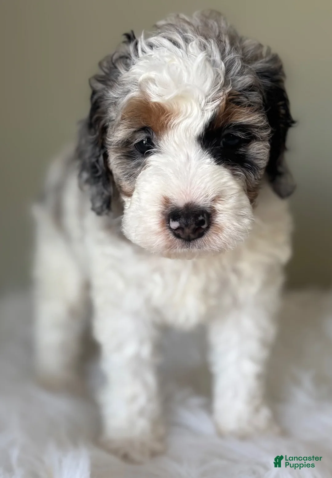 Mini Bernedoodle dogs for sale: Stormie - Ad 1