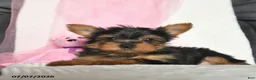 Yorkshire Terrier dogs for sale: Lizzy  - Ad 2