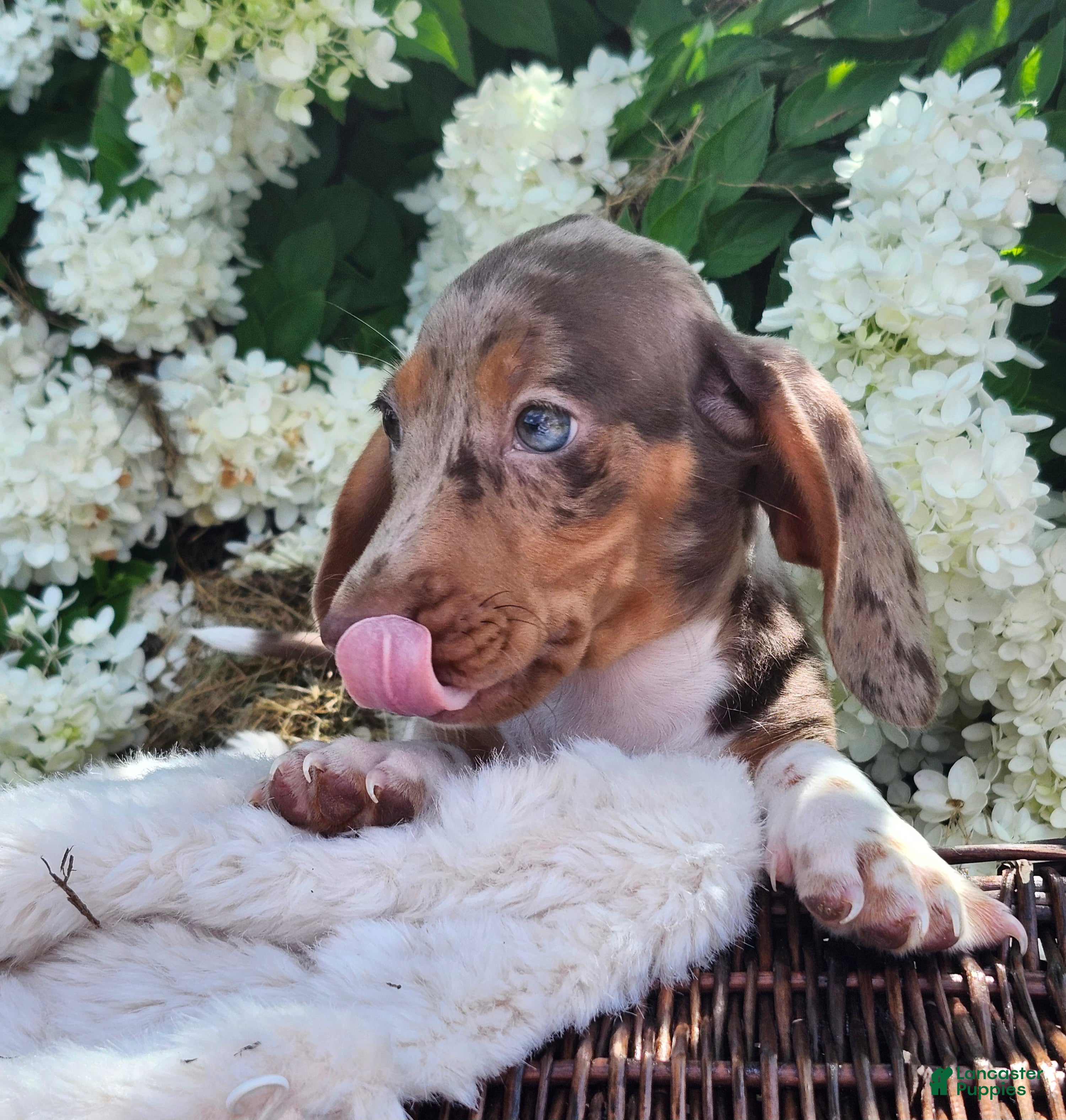 Miniature Dachshund dogs Bentley  - Ad 1