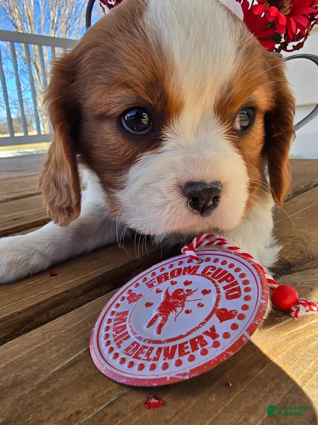 Cavalier King Charles Spaniel dogs for sale: Dakota - Ad 20