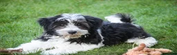 Havanese dogs for sale: Levi - Ad 3