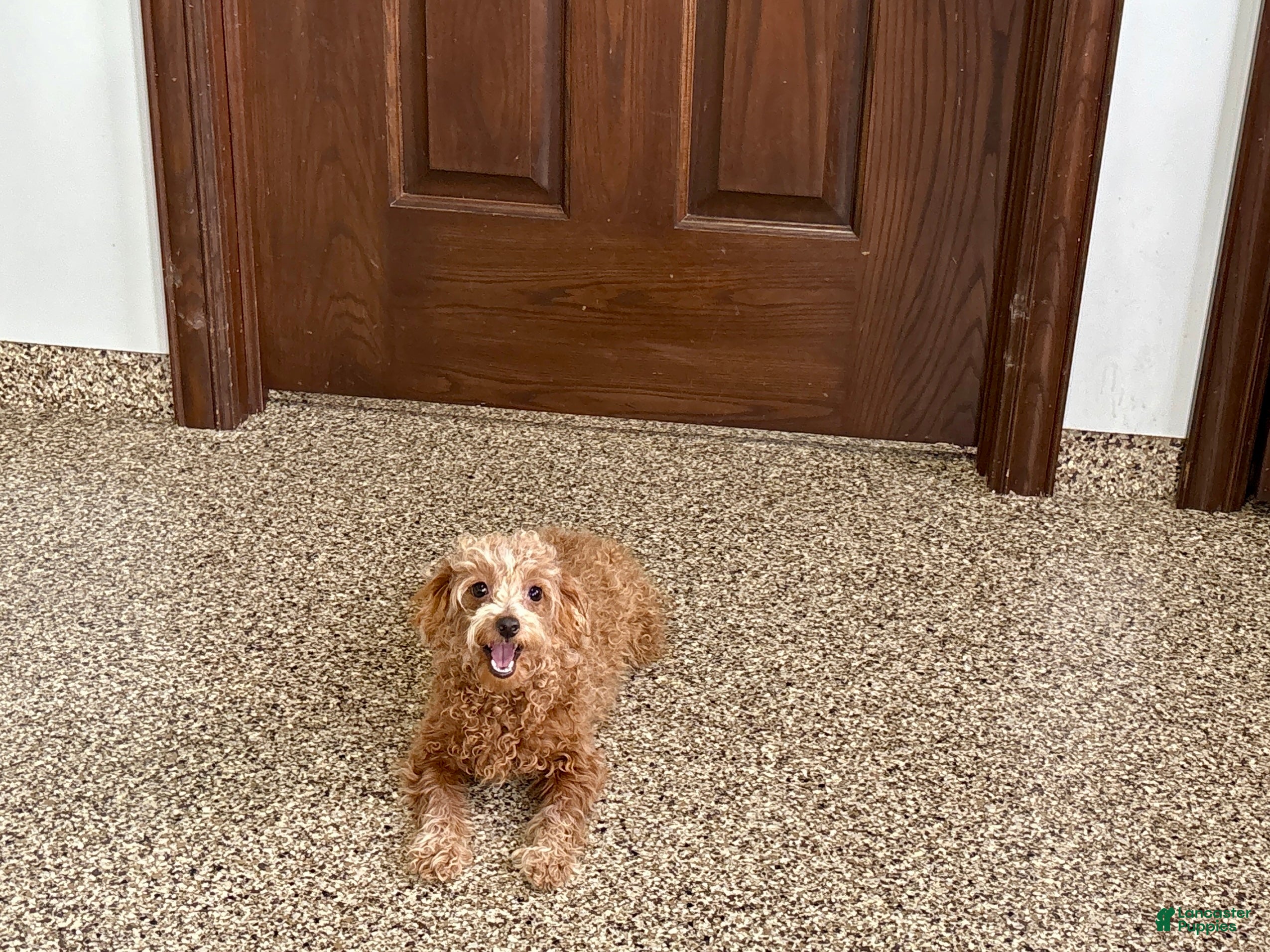 Maltipoo dogs for sale: Red Honey  - Ad 6