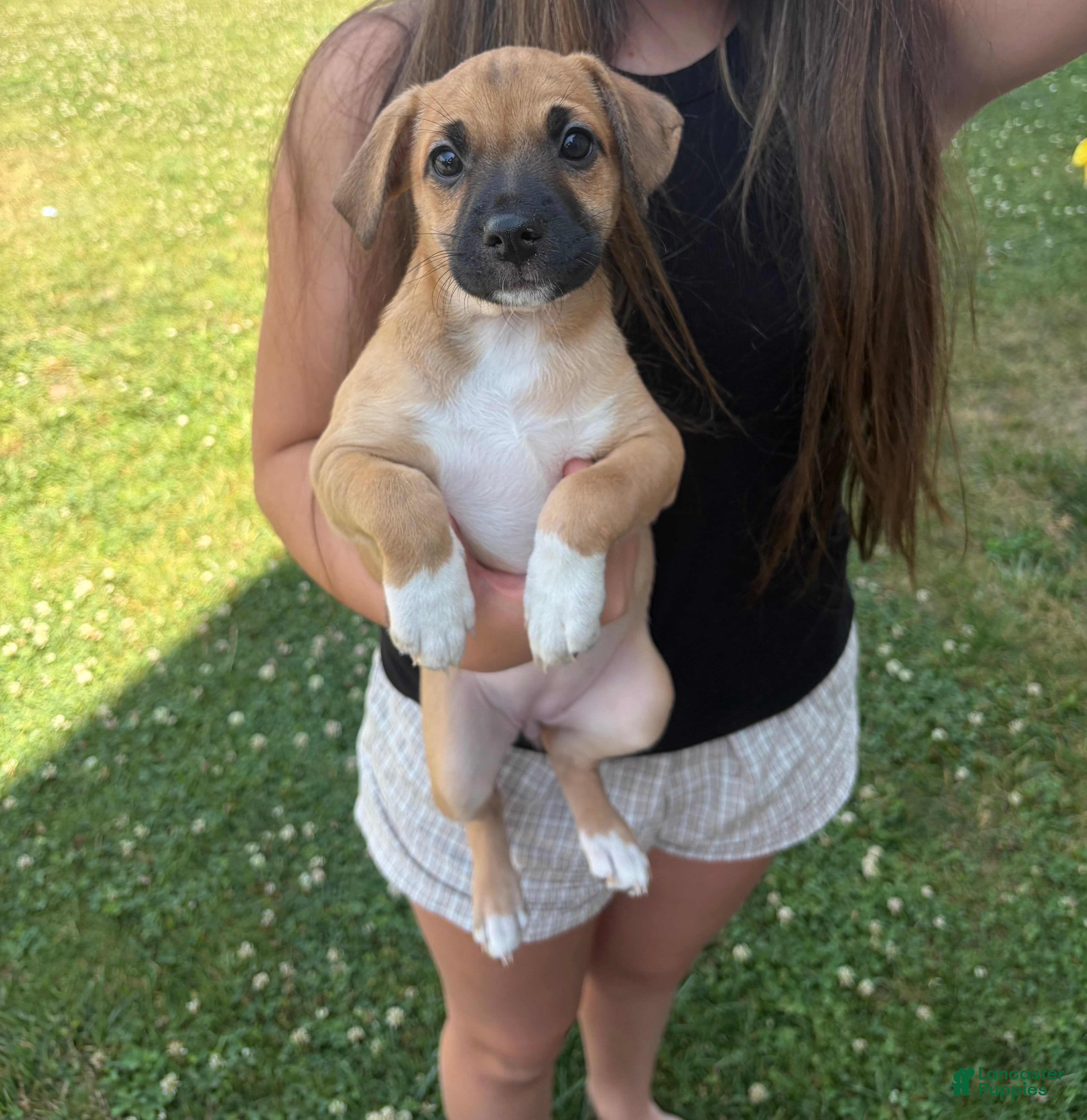 Mixed Breed dogs Marley - Ad 13