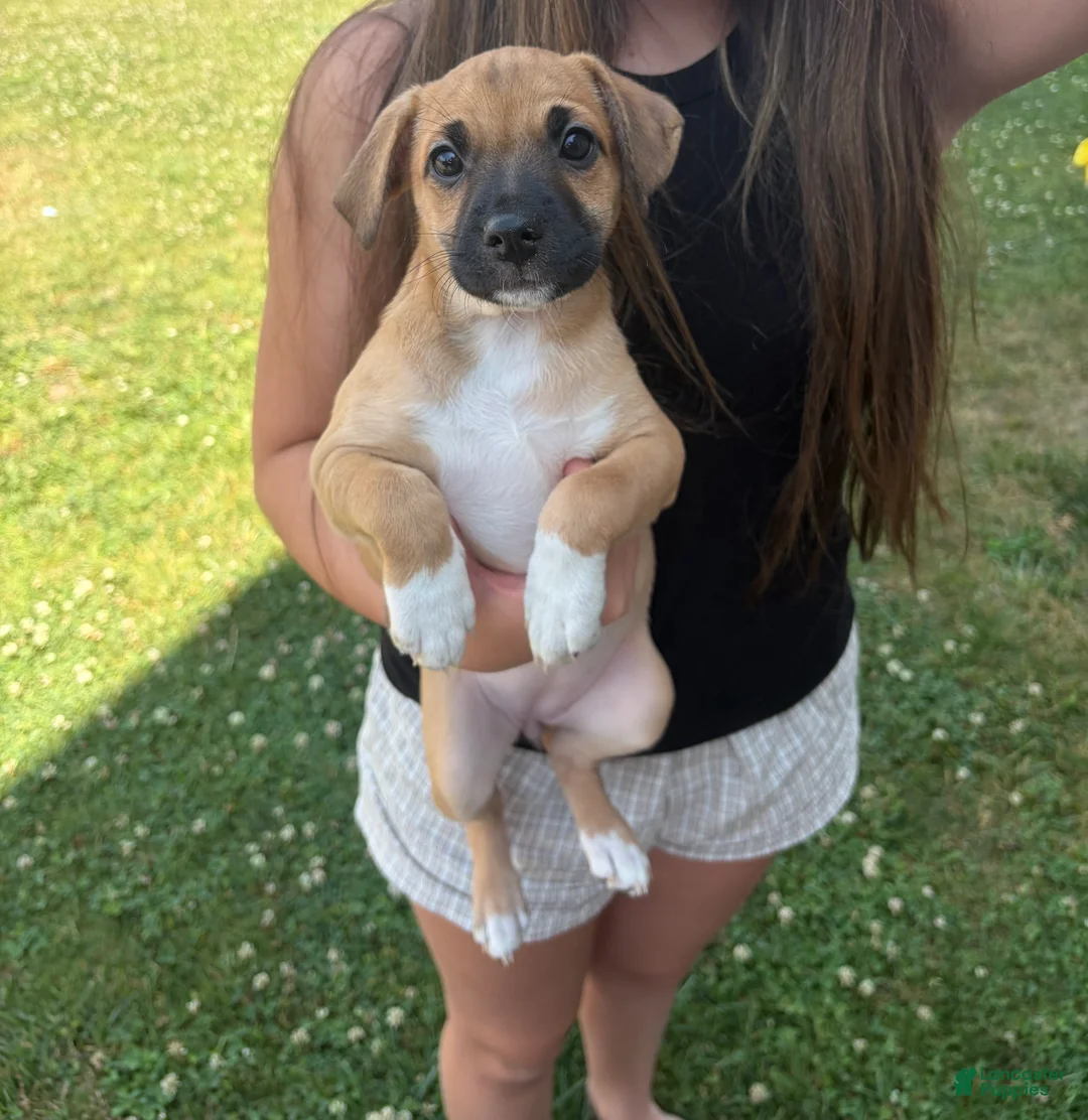 Mixed Breed dogs for sale: Marley - Ad 1
