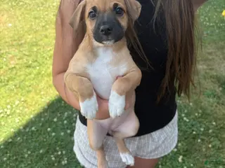 Mixed Breed dogs Marley - Ad 13