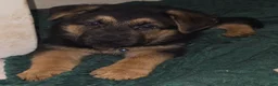 German Shepherd dogs for sale: HULK 🐾 - Ad 3
