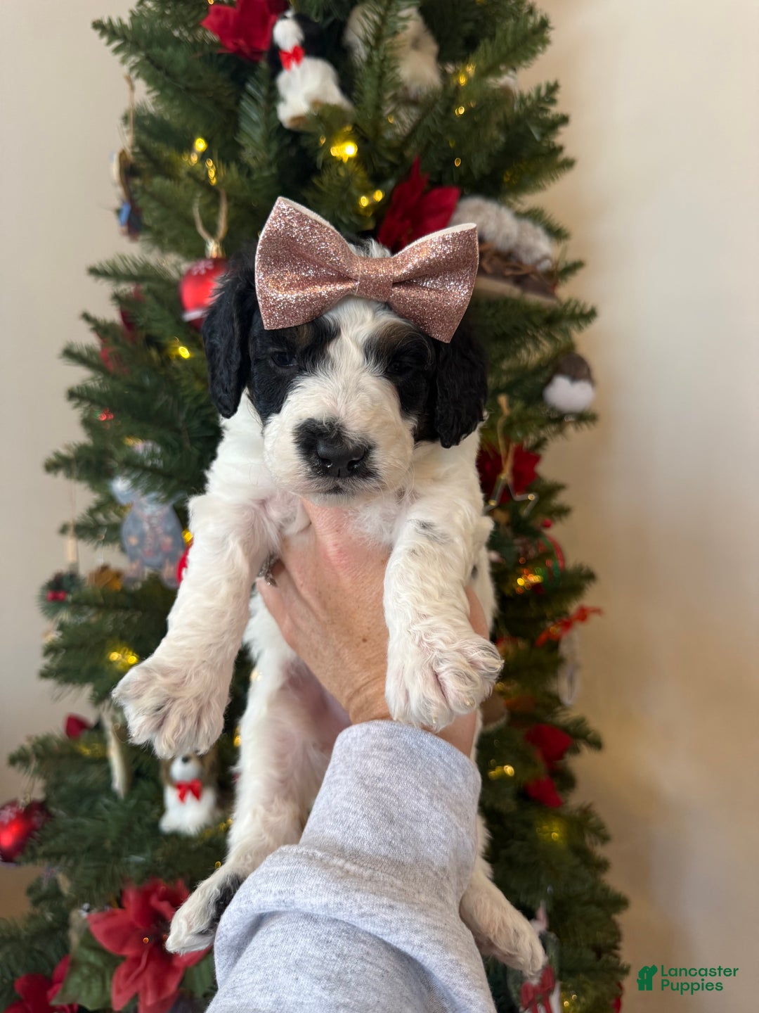 Mixed Breed dogs for sale: Farah - Ad 2