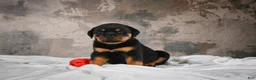 Rottweiler dogs for sale:  Callie 🌸 - Ad 13