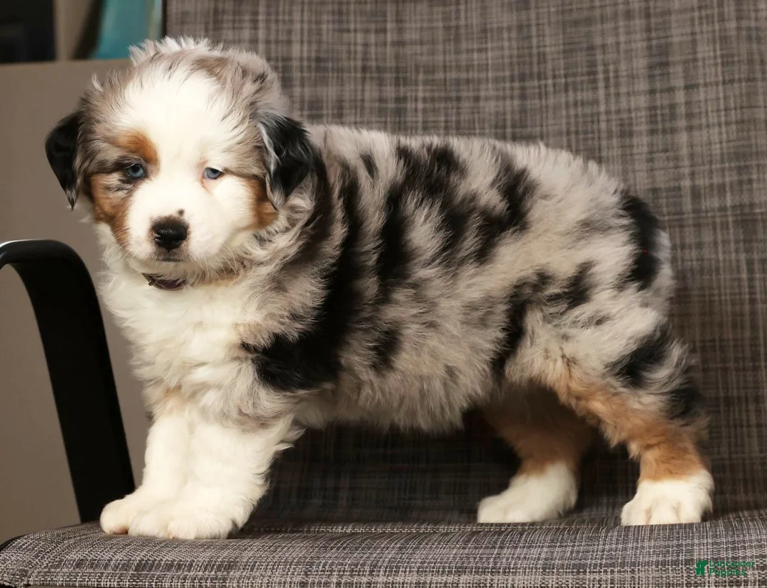 Miniature Australian Shepherd dogs for sale: Bethany - Ad 7