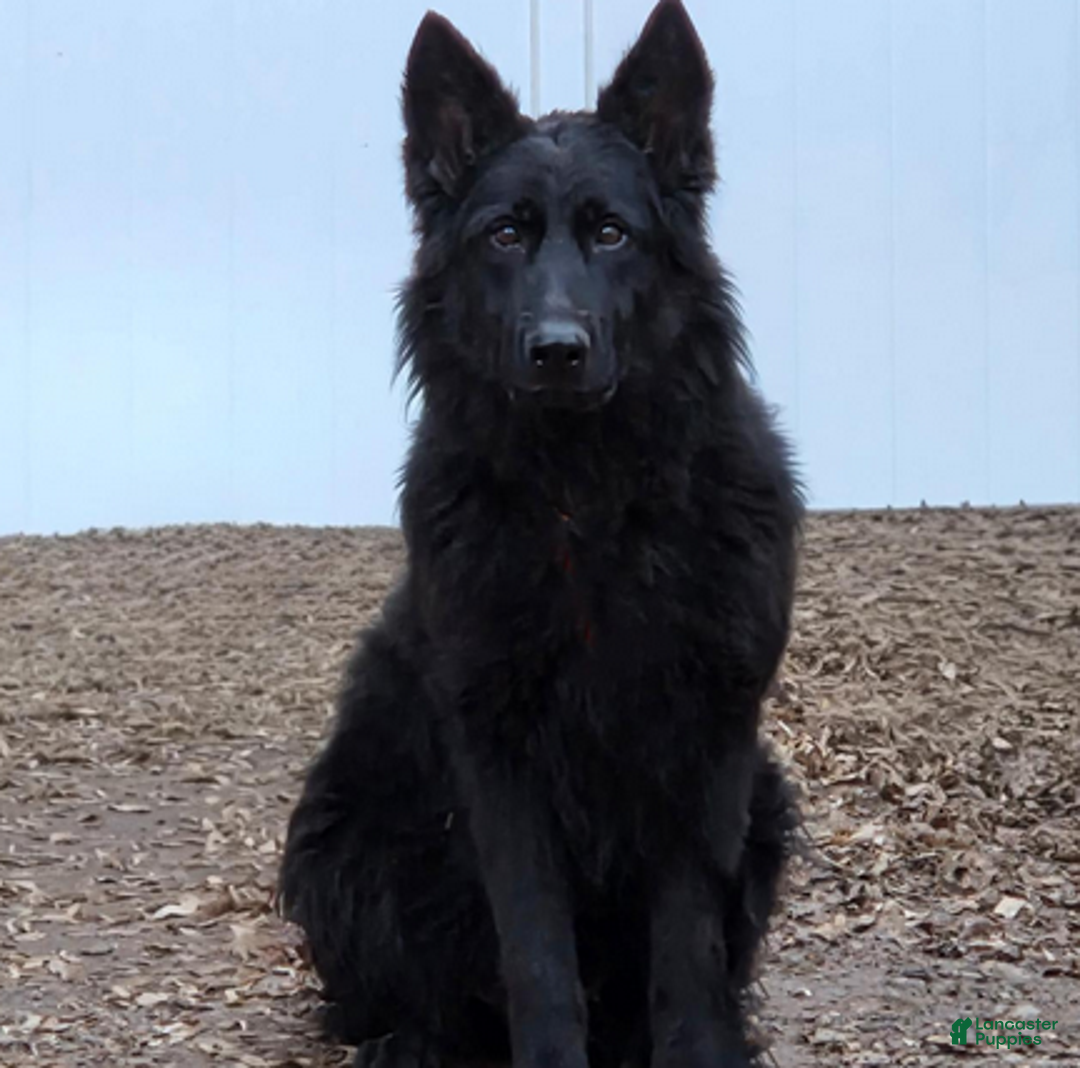 German Shepherd dogs for sale: Ember - Ad 3