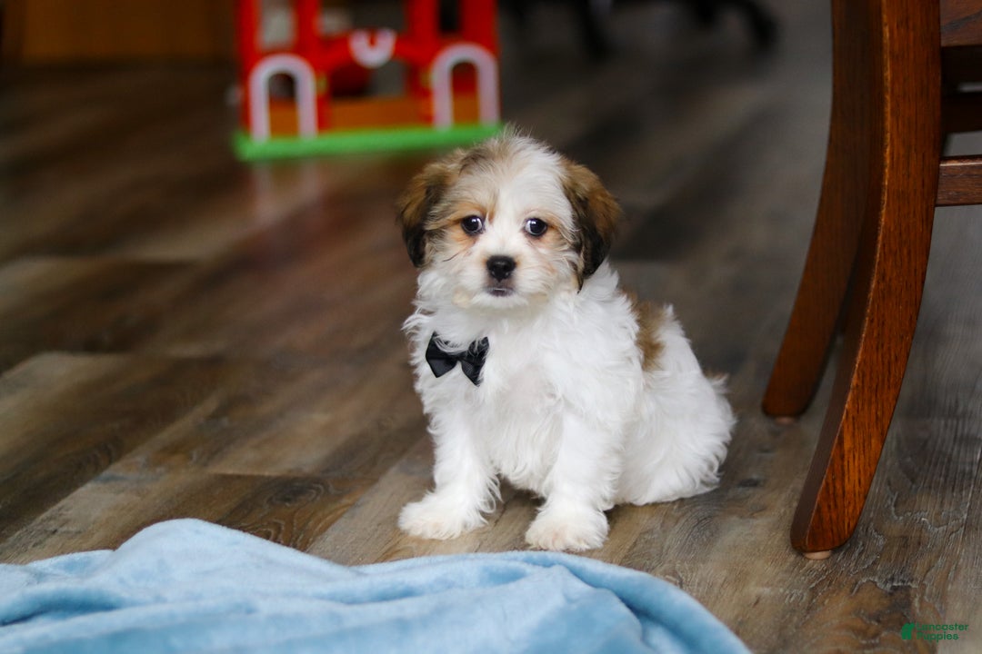 Teddy Bear dogs for sale: Ian - Ad 2