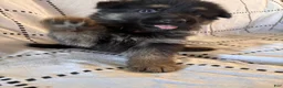German Shepherd dogs for sale: Ravens ( Purple Collar) - Ad 5