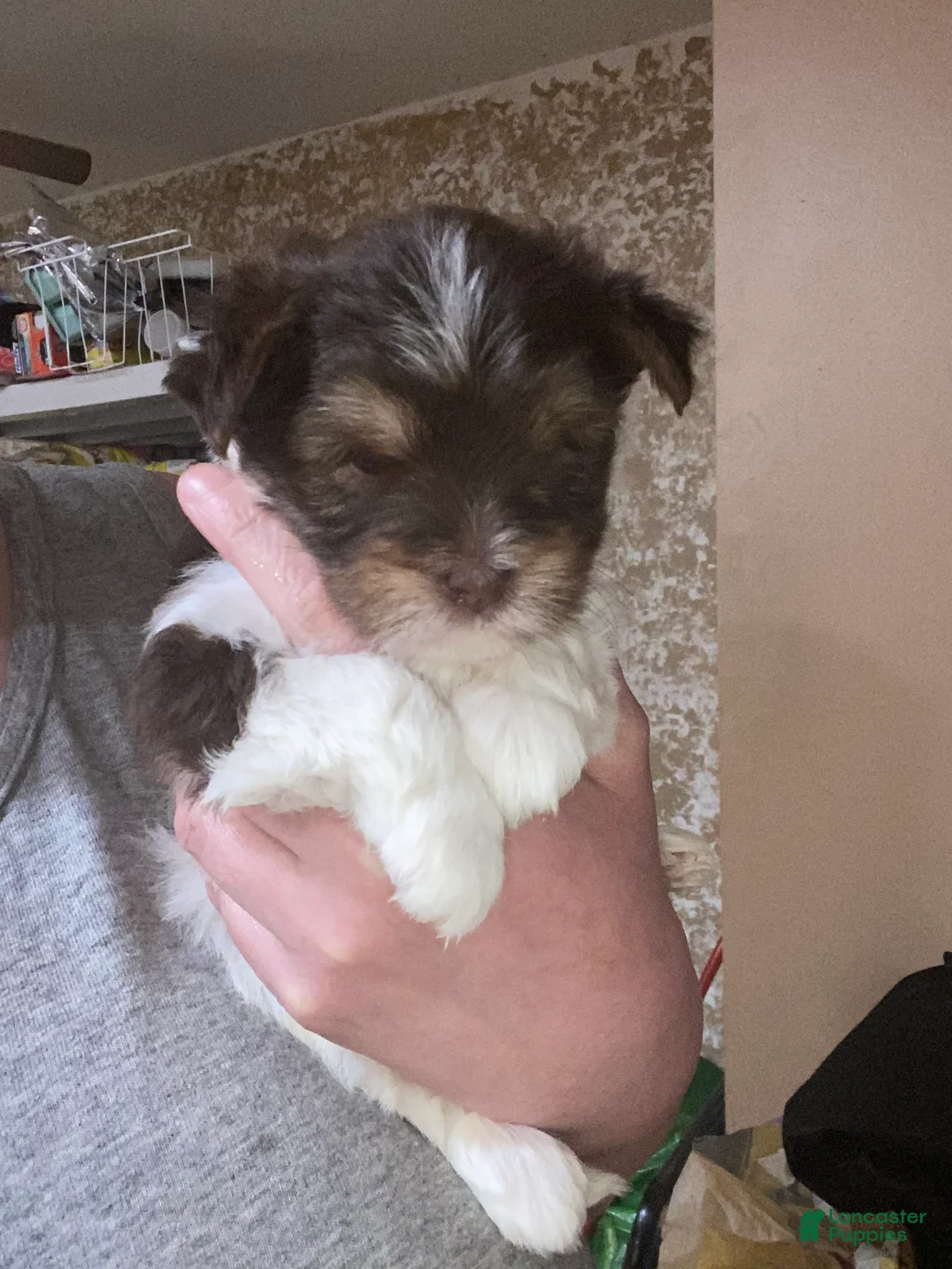 Biewer Terrier dogs for sale: Biewer Terrier Puppy 1 - Ad 2