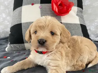 Mixed Breed dogs Kaya - Ad 15