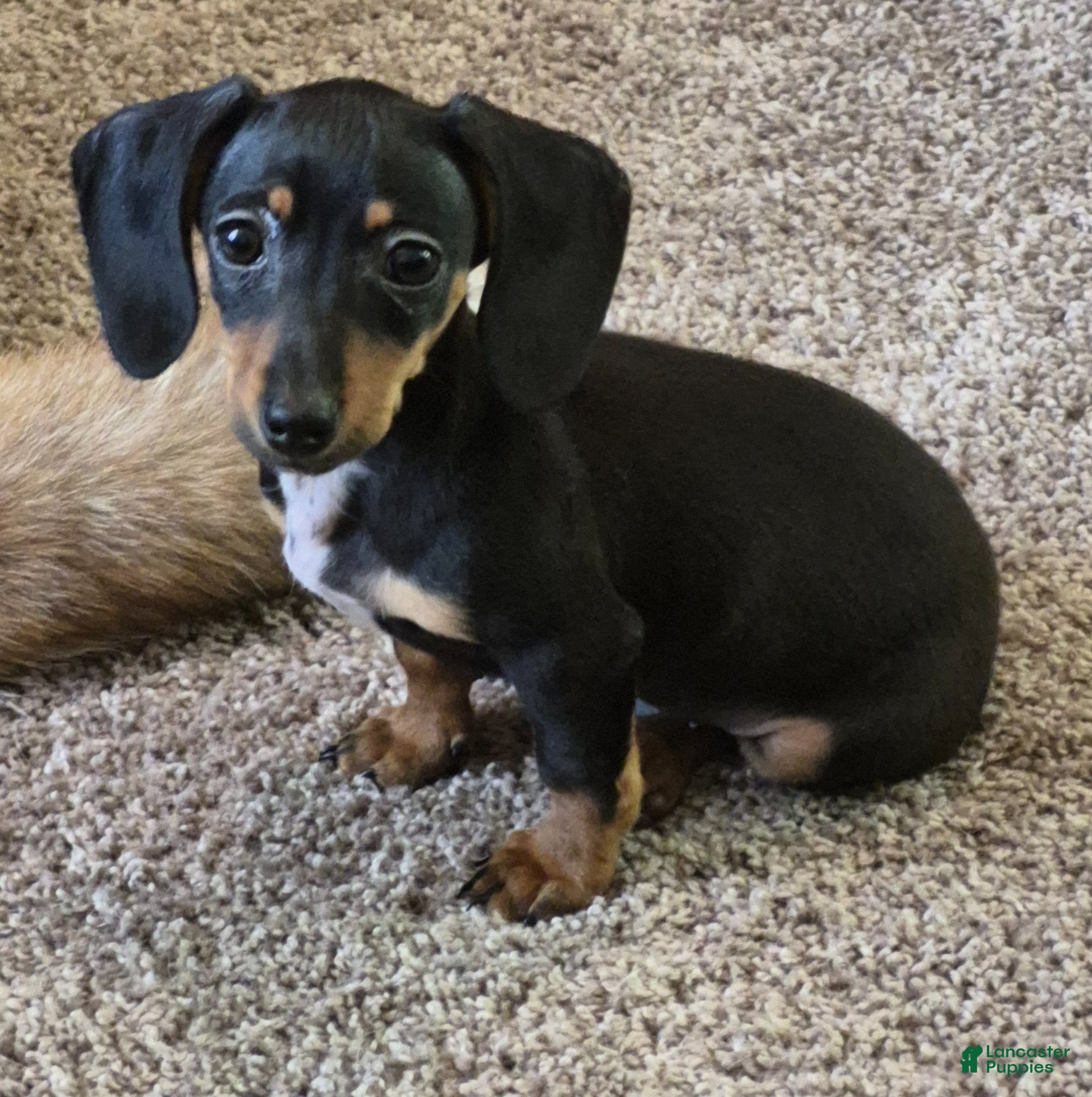 Dachshund dogs Dachshund Puppy 1 - Ad 7