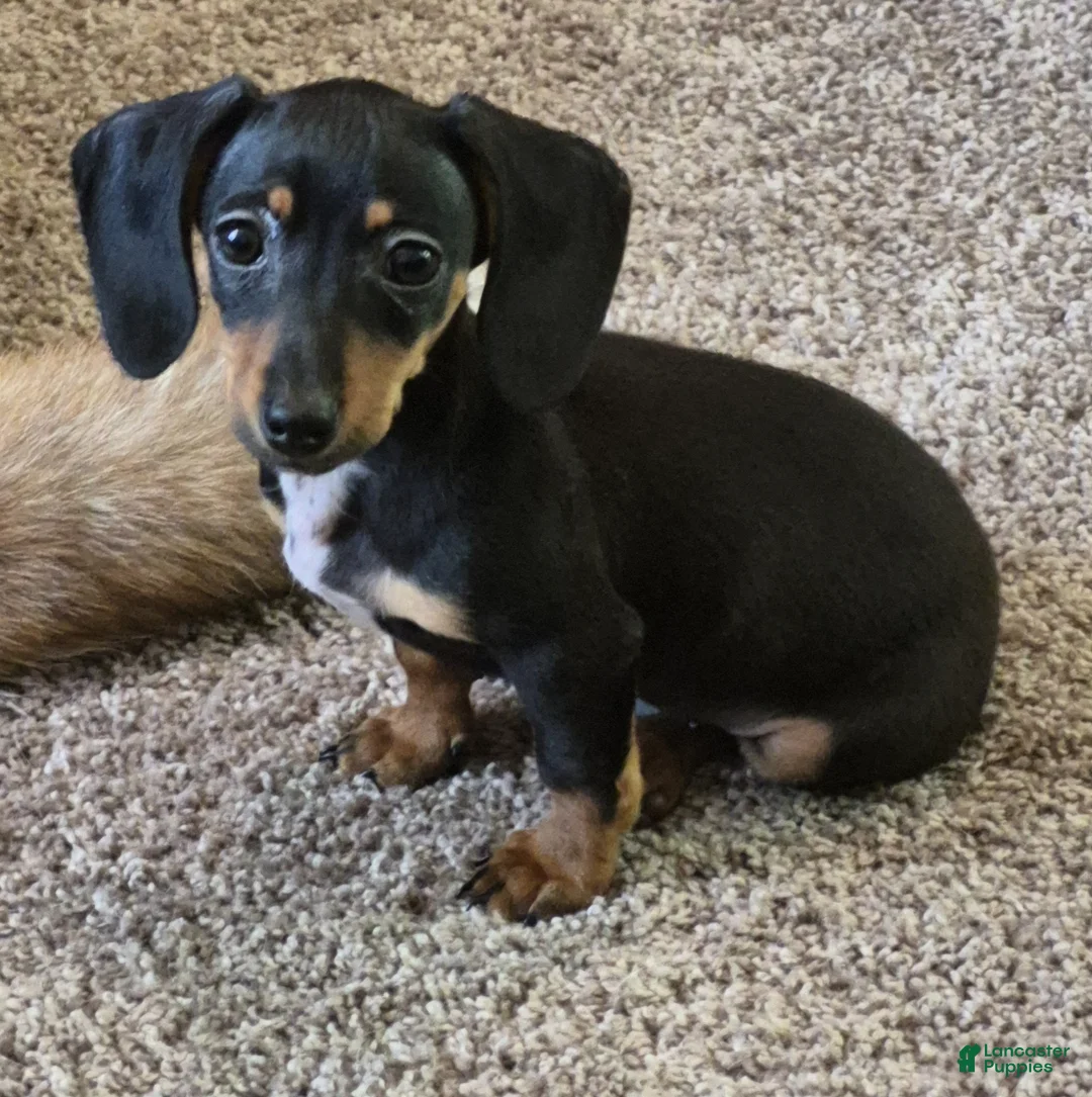 Dachshund dogs for sale: Dachshund Puppy 1 - Ad 1