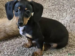 Dachshund dogs Dachshund Puppy 1 - Ad 7