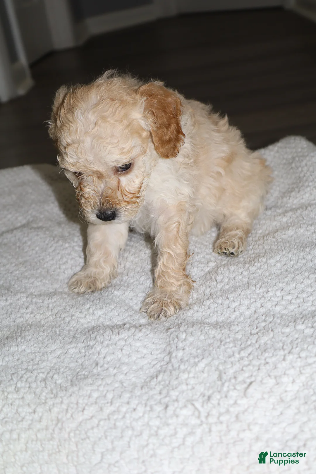 Miniature Poodle dogs for sale: Miniature Poodle Puppy 3 - Ad 2