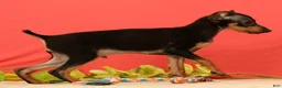 Miniature Pinscher dogs for sale: Emery - Ad 3