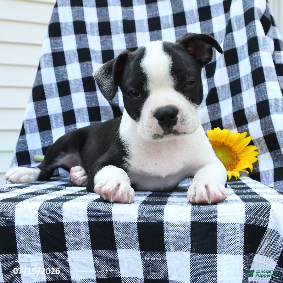 Boston Terrier dogs Zeb  - Ad 1